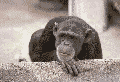 No I don't like feet...where is my banana