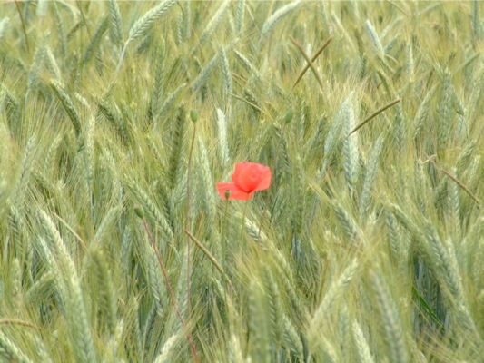 Loading Image